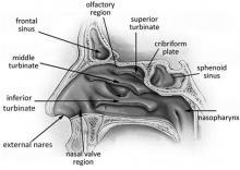 This roundup discusses recent research on the pathogenesis and prognoses of chronic rhinosinusitis with nasal polyps, chronic rhinosinusitis without nasal polyps, and aspirin-exacerbated respiratory disease. 